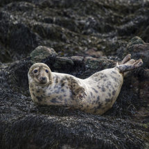 Grey seal
