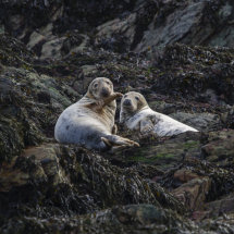 Grey seal