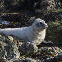Grey seal