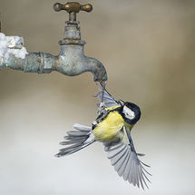 Great tit