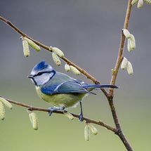 Blue Tit