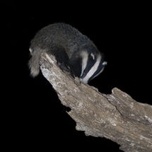 Badger
