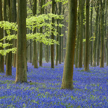 English Bluebells