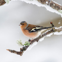 Chaffinch