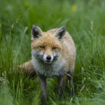 Fox