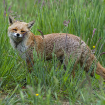 Fox