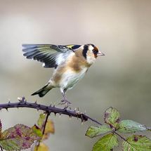 Goldfinch