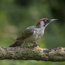 Green Woodpecker