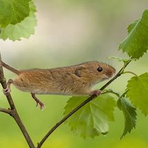 Harvest Mouse