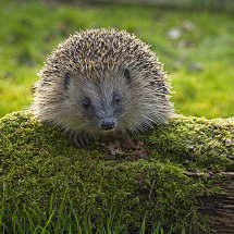 Hedgehog