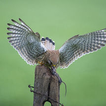 Kestrel with prey