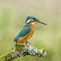 Kingfisher