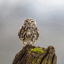 Little Owl