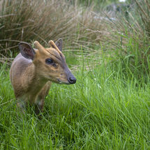 Muntjac Deer