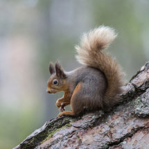 Red Squirrel