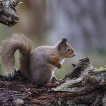 Red Squirrel
