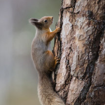 Red Squirrel