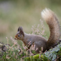 Red Squirrel