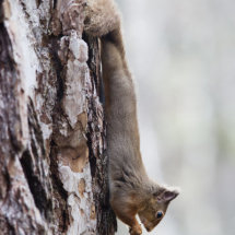 Red Squirrel