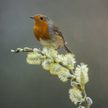Robin