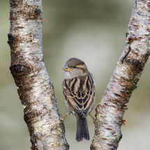 Female House Sparrow