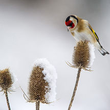 Goldfinch