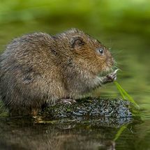 Water Vole