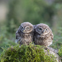 Little Owl Youngsters
