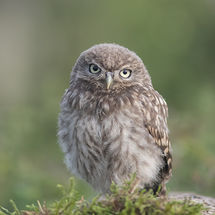 Little Owl chick