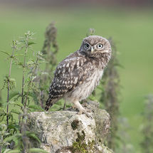 Little Owl