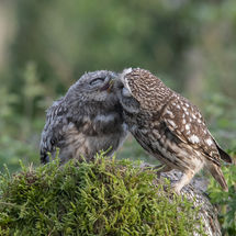 Littl Owl feeding chick
