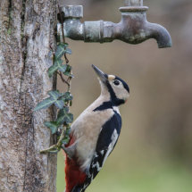 Woodpecker on Garden tap