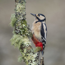 Woodpecker