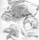 Sketches from life