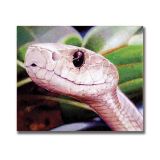 Black Mamba, Acrylic on Canvas, 31 x 26cm