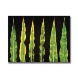 Potassium (3), Acrylic on Canvas, 40 x 30cm