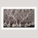 Purkinje Cells, Screenprint, 85 x 51cm