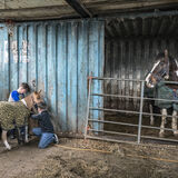 Johnny and Fono in Horse Stable, Limerick, Ireland 2021
