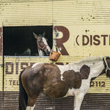 Two Horses, Limerick, Ireland 2018
