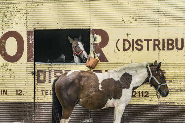 Two Horses, Limerick, Ireland 2018