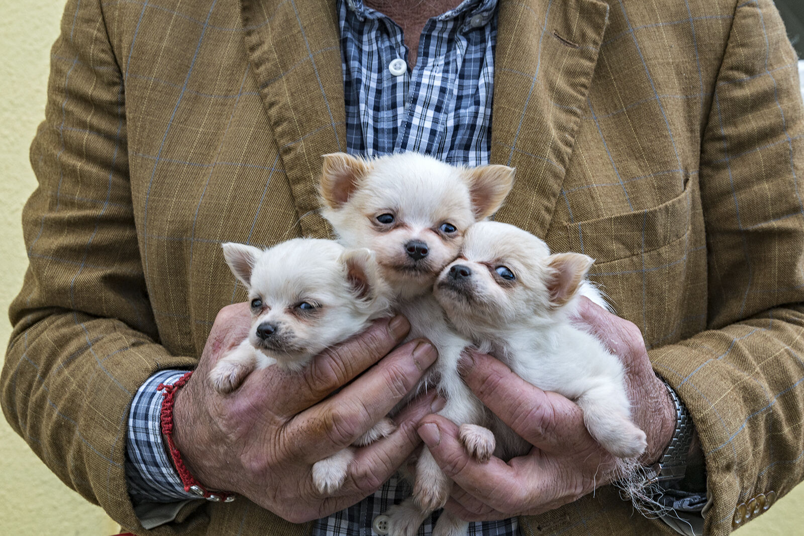 Three Puppies, Limerick, Ireland 2019