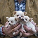 Three Puppies, Limerick, Ireland 2019