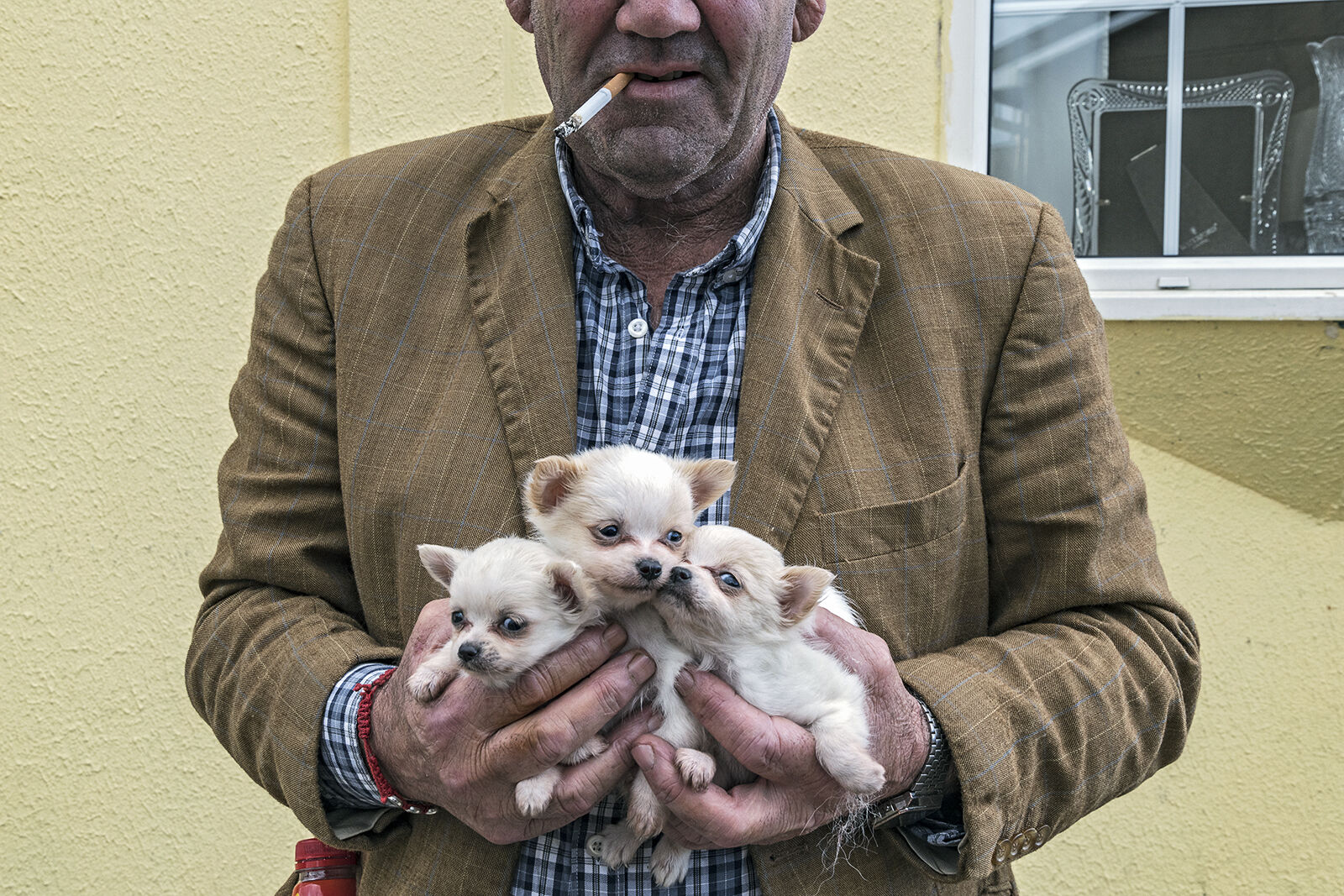 Three Puppies, Limerick, Ireland 2019