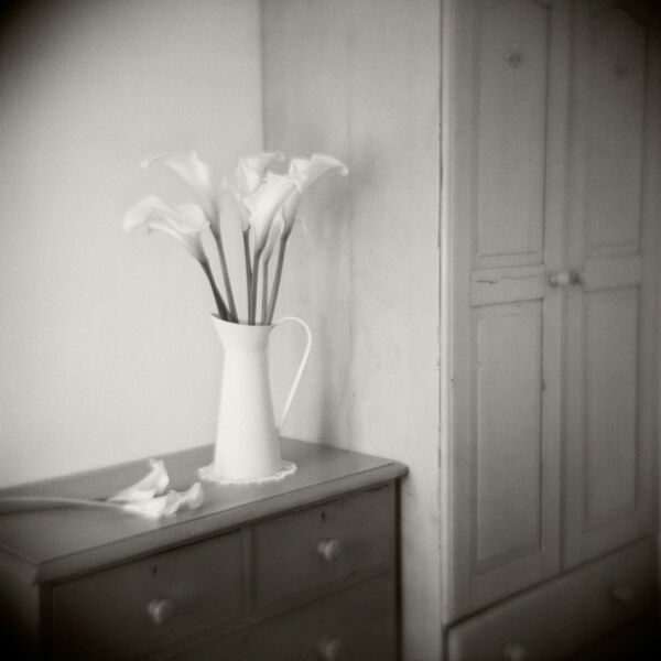 Calla Lilies, Tipperary, Ireland 2013