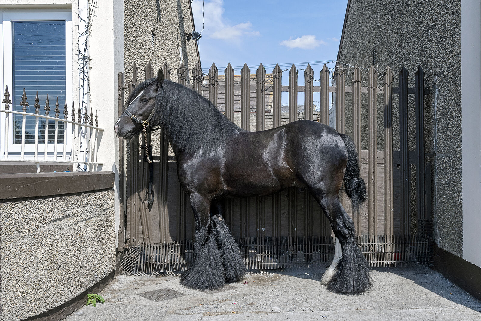 Black Gypsy Horse, Dublin, Ireland 2022