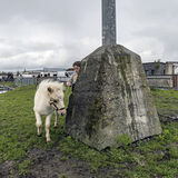 Boy and Pony around Lamp Post, Galway, Ireland 2019