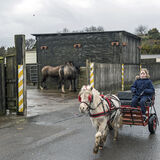 Caroline Rides The Sulky, Ash Wednesday, Cork, Ireland 2020