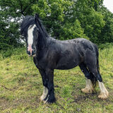 Gypsy Horse, Galway, Ireland 2019