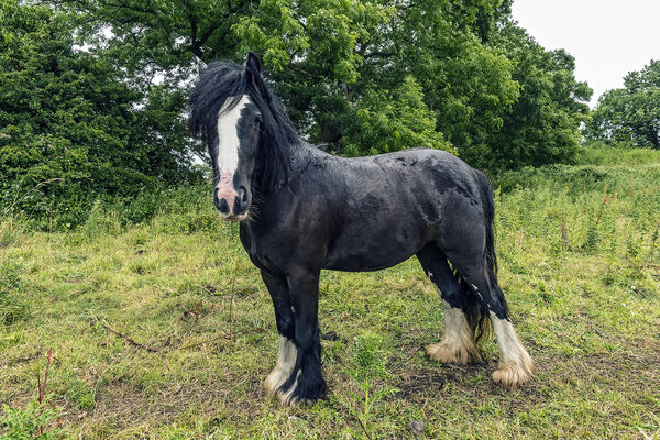 Gypsy Horse, Galway, Ireland 2019