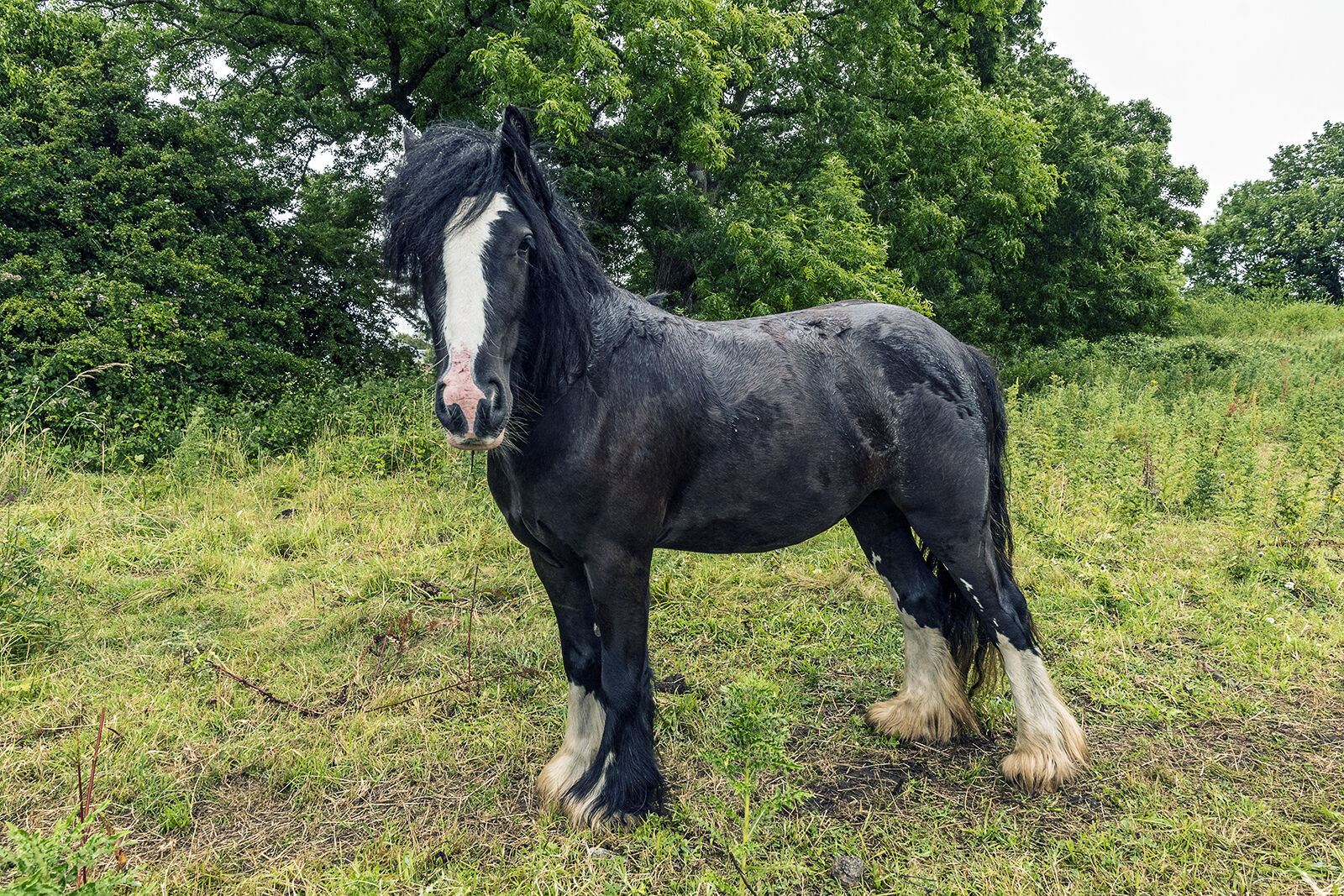 Gypsy Horse, Galway, Ireland 2019